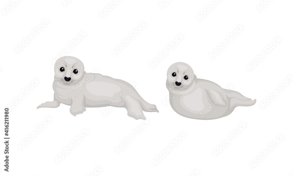 White Fur Seals as Pinniped Specie with Vibrissae and Dense Underfur Vector Set White Fur Seals as Pinniped Specie with Vibrissae and Dense Underfur Vector Set