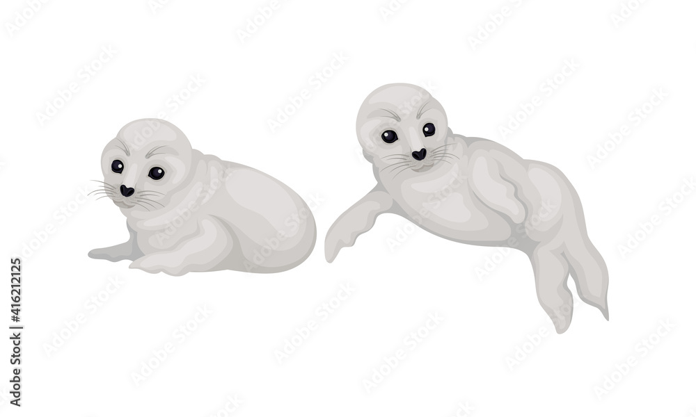 Fur Seals as Pinniped Specie with Vibrissae and Dense Underfur in Lying Pose Vector Set Fur Seals as Pinniped Specie with Vibrissae and Dense Underfur in Lying Pose Vector Set