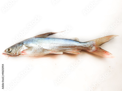 Gafftopsail Cat Fish Fish isolated on white background .Selective Focus. photo