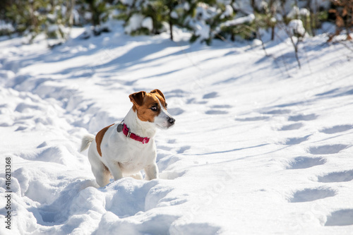 jack russell terrier hunting in snow drifts in the forest