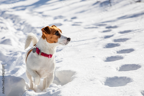 jack russell terrier hunting in the snow in a rack in the forest, horizontal,