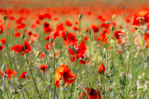 Beautiful poppy field in bright sunlight. Spring flower background  full frame  shallow depth of field. Field of wild flowers. The concept of hot May days  the approach of summer. Natural background.