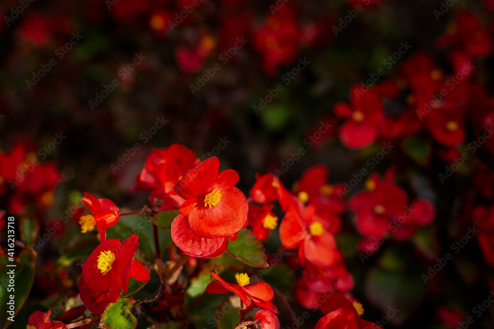 Begonia red lat. Begonia semperflorens is a bright garden flower in a