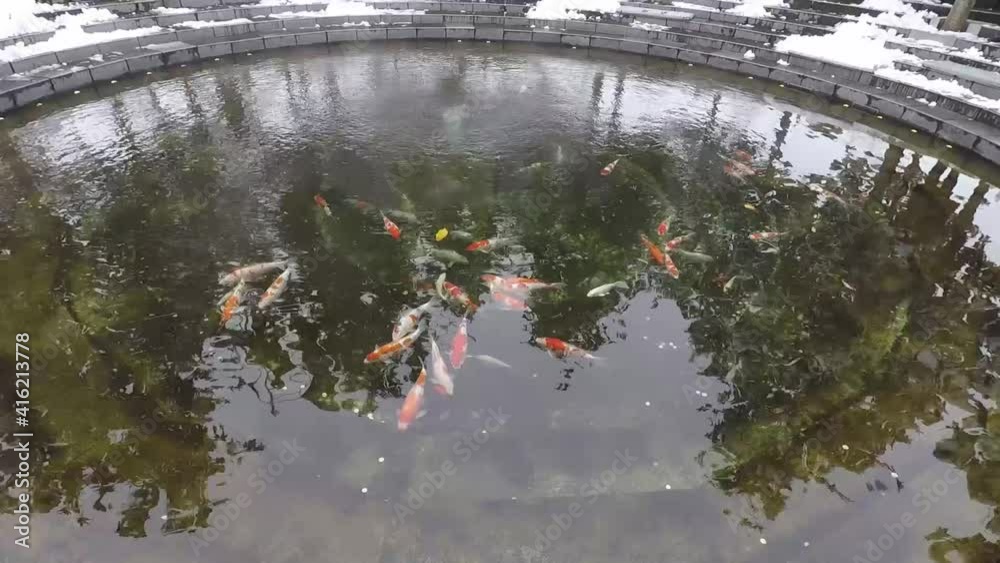 custom made wallpaper toronto digitalPond with goldfish in winter. Small fish swim in the water outdoors.