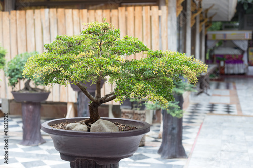 Bonsai will be successfully through the process of caring for so many countless times, including implications, cutting, bending, including care, to achieve the most beautiful bonsai trees.