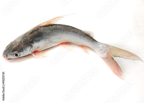 Gafftopsail Cat Fish Fish Isolated on white background. photo