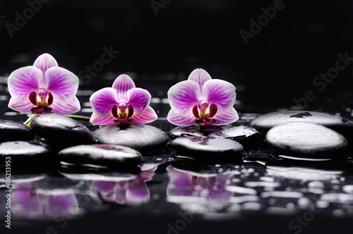 Still life with pink three orchid  close up with pile of black stones