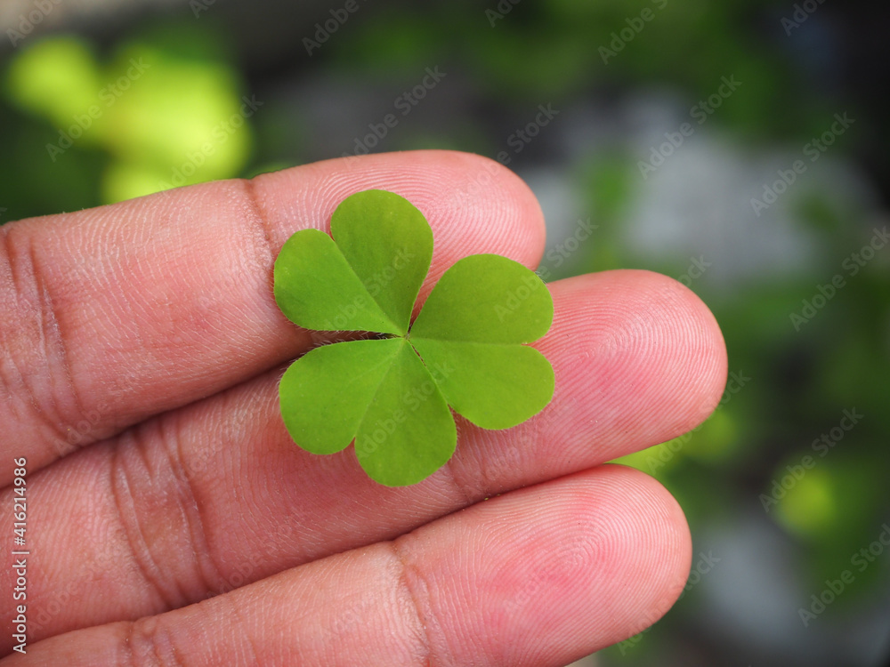 Green leaves, shamrock, clover leaves on woman hand. Green leaves, shamrock, clover leaves on woman hand.