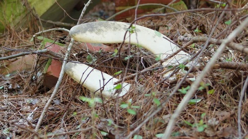 Remains of a toilet seat in an abandoned motel in North Carolina photo