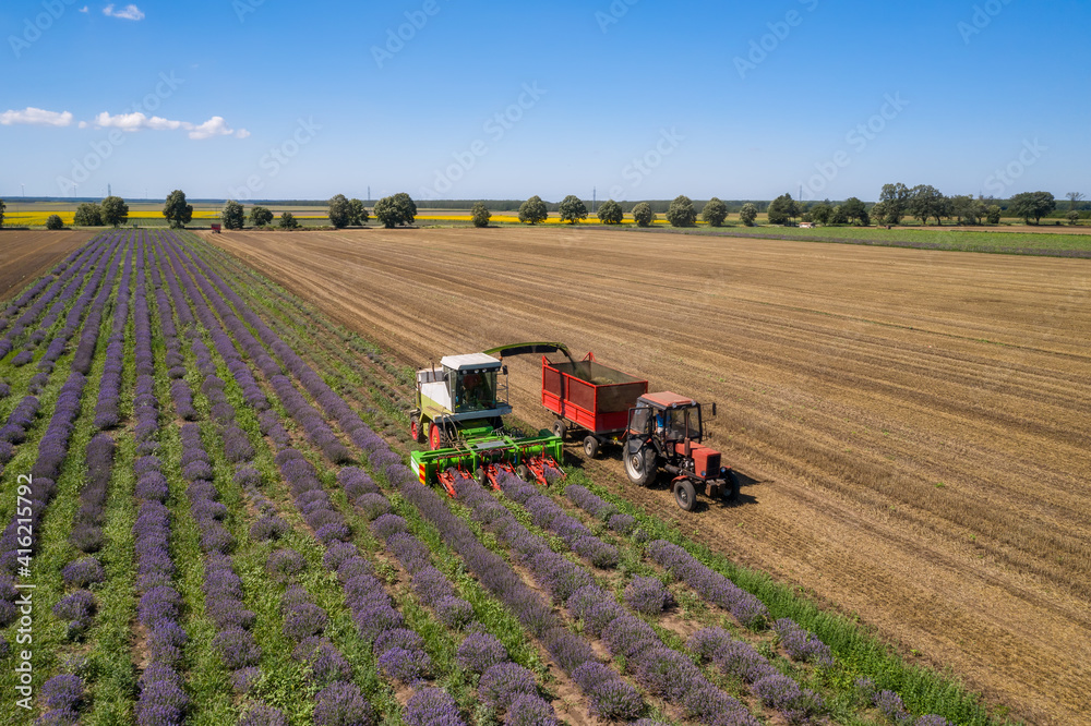 Aerial view of harvesting lavender field Aerial view of harvesting lavender field