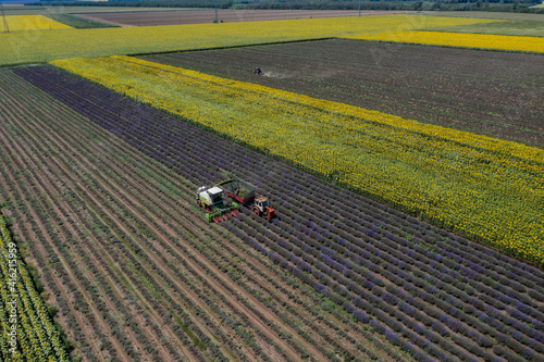Aerial view of harvesting lavender field