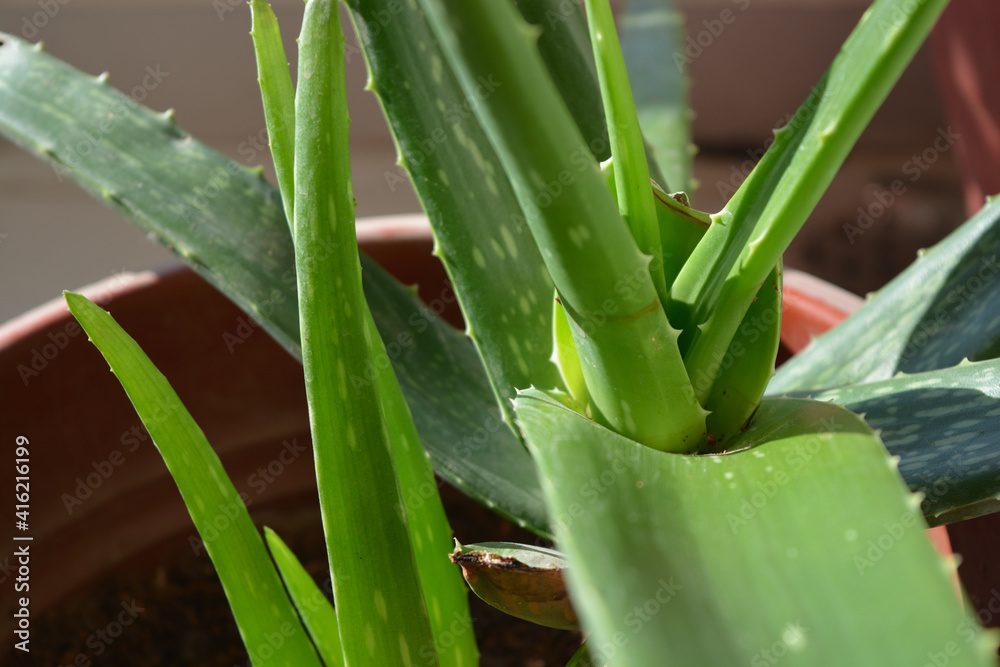 Fototapeta premium aloe vera leaves