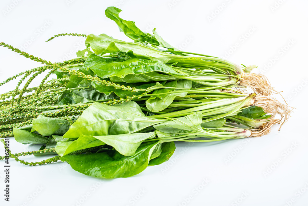 Fresh chinese herbal medicine plantain on white background
