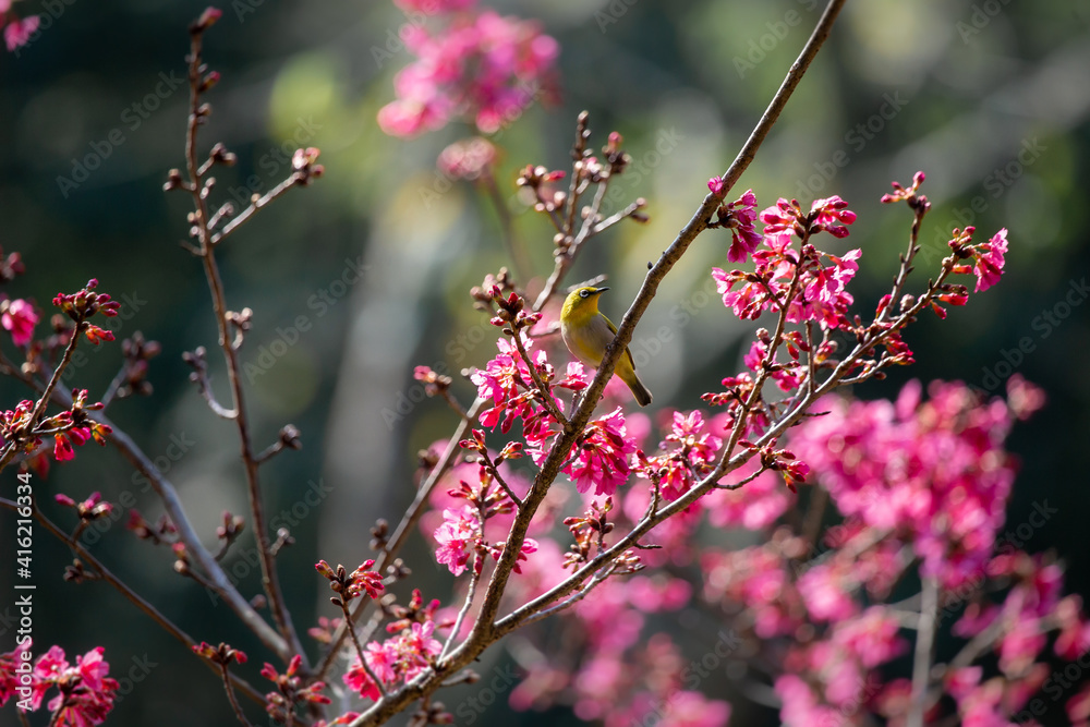 Pink cherry blossoms A little bird enjoying finding nectar from flowers. Pink cherry blossoms A little bird enjoying finding nectar from flowers.