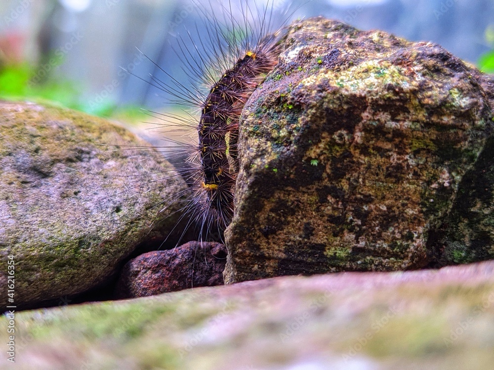 Obraz premium Caterpillar on rock 