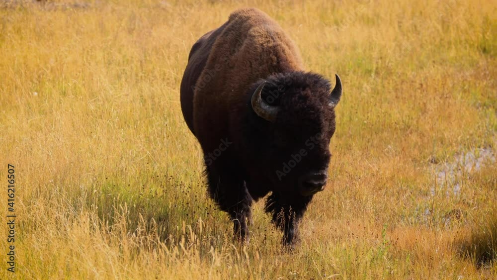 Bison in Yellowstone National Park Bison in Yellowstone National Park