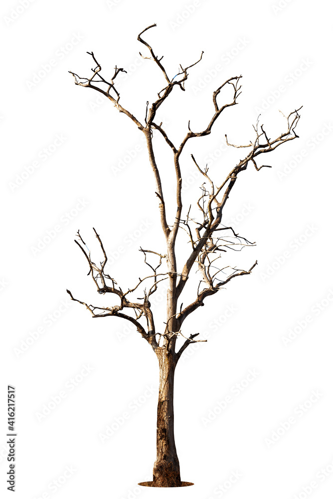 Obraz premium Dead tree isolated on a white background, clipping path.