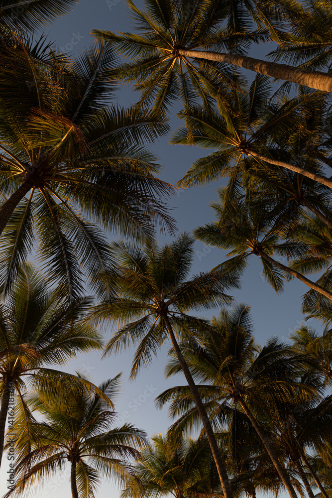 Palm trees at dawn Palm trees at dawn