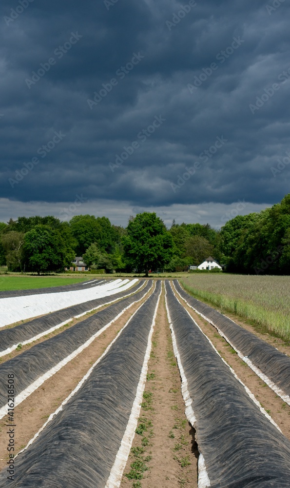 Bennekom Netherlands - 15 May 2020 - Dark clouds over field with covered white asparagus