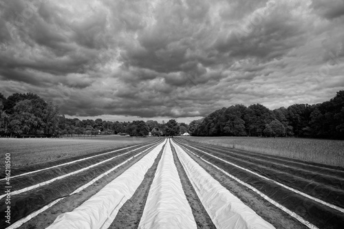 Bennekom Netherlands - 15 May 2020 - Dark clouds over field with covered white asparagus