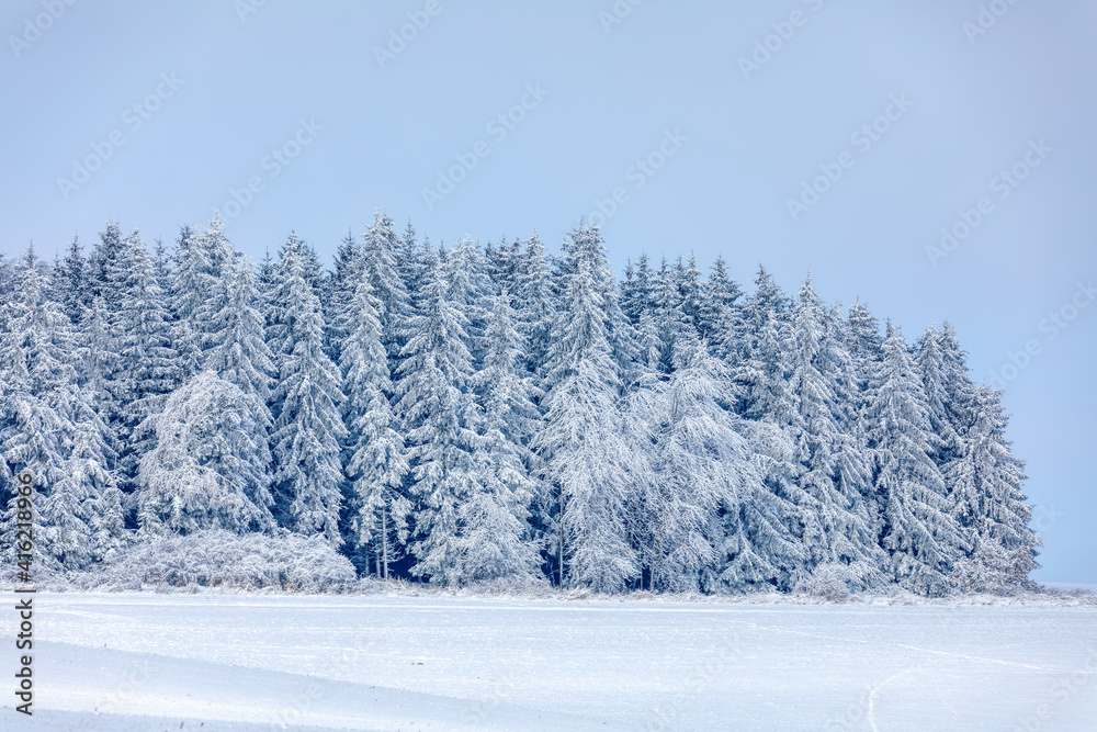 forest landscape, winter holiday theme. Spruce tree covered by white snow Czech Republic, Vysocina region highland forest landscape, winter holiday theme. Spruce tree covered by white snow Czech Republic, Vysocina region highland