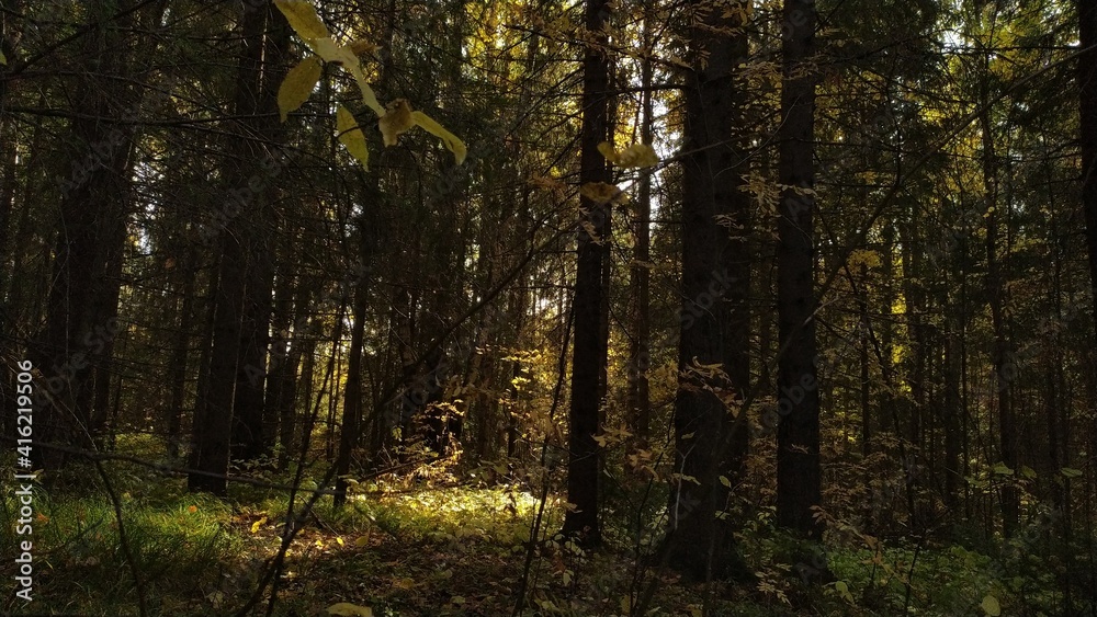 Fototapeta forest in the morning