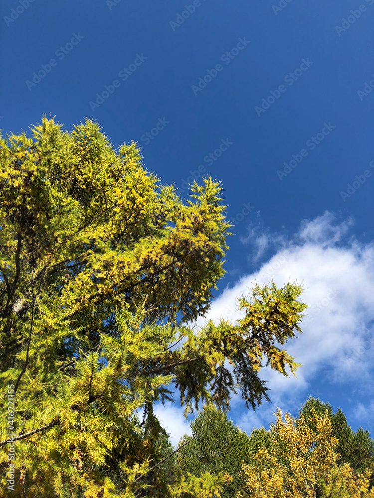 yellow tree against sky