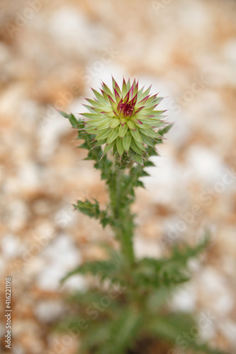 Thistle flower growing on stones.