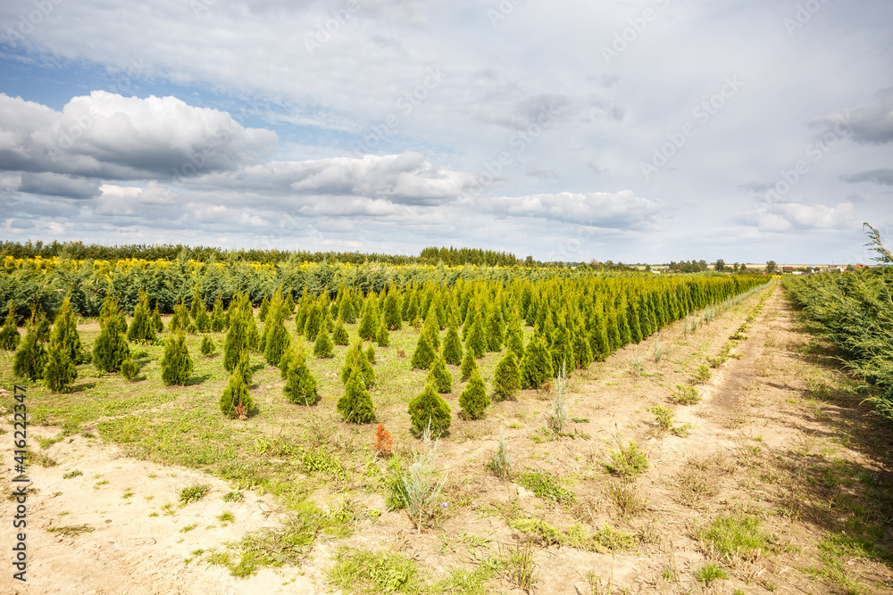 rows of young conifers in greenhouse with a lot of plants on plantation rows of young conifers in greenhouse with a lot of plants on plantation