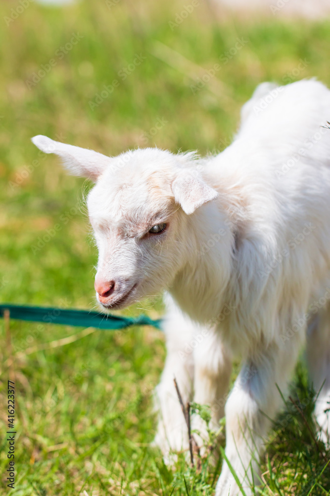 Obraz premium little goat on the grass