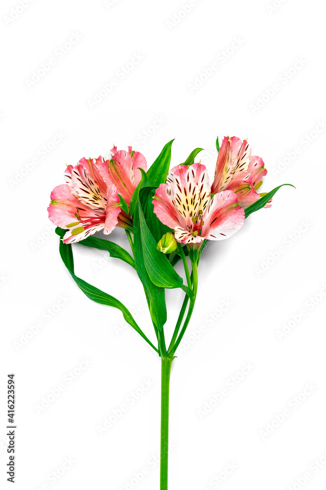 bouquet of alstroemeria flowers isolated on white background Top view Flat lay Floral holiday card 8 March, Happy Valentine's day, Mother's day, Spring concept Mock up bouquet of alstroemeria flowers isolated on white background Top view Flat lay Floral holiday card 8 March, Happy Valentine's day, Mother's day, Spring concept Mock up