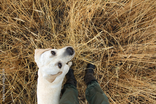 Photography young Labrador dog attentively looks at owner standing on dry grass