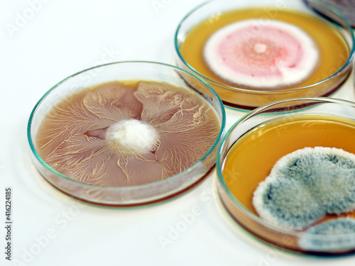 Malt Extract Agar in Petri dish use for growth media to isolate cultivate yeasts, molds and fungal testing clinical samples, medical health laboratory analysis disease. Isolated in white background.