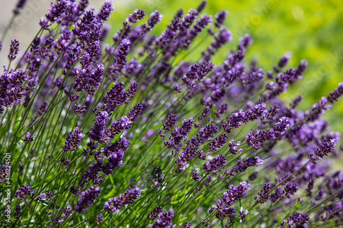  the blooming lavender flowers in Provence, near Sault, France