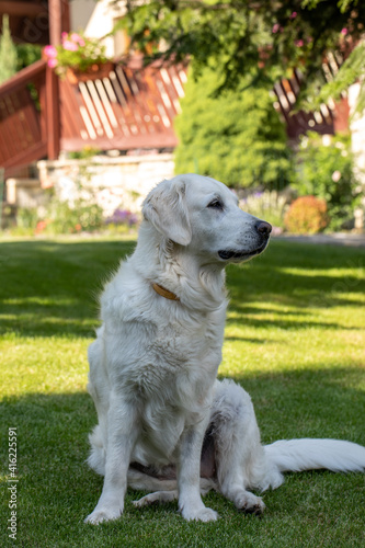 beautiful golden retriever on green grass in garden