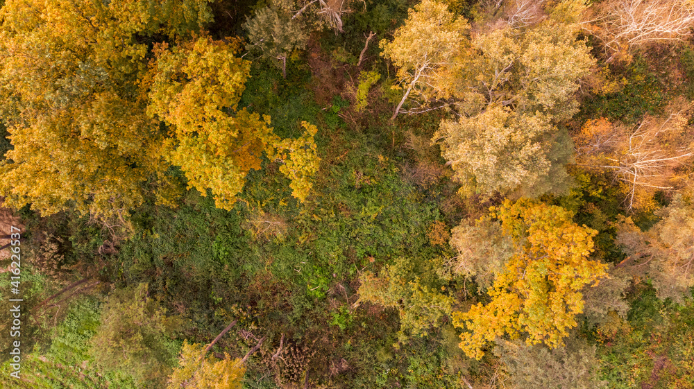 custom made wallpaper toronto digitalSpectacular drop down view of autumn tree tops changing colors.