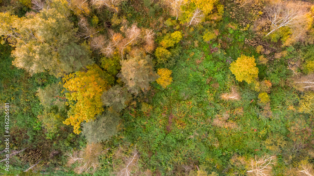 Spectacular drop down view of autumn tree tops changing colors.