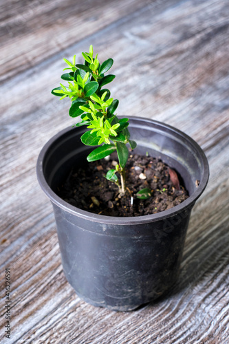 a small sprig of boxwood for growing