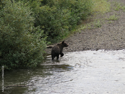 a grizzly bear walking through a river during the salmon run season, view from the Hannah Creek South Bridge in British Columbia, Canada, September © Miriam