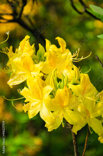 Yellow azalea flowers close up nature background