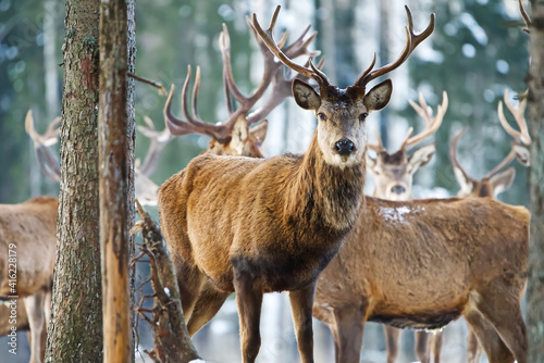 Red deer in winter forest. wildlife, Protection of Nature. Raising deer in their natural environment.