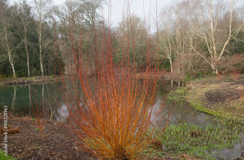 Tablou pe pânză Bright Orange Winter Stems on a Golden Willow Shrub (Salix alba var