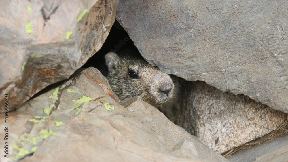 Fototapeta premium Randonnée dans les Pyrénées
