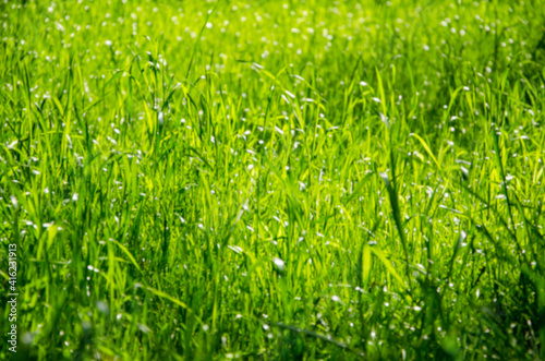 Lawn green grass close up bokeh background