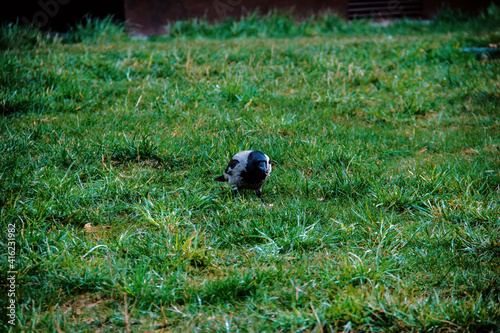 crow spring looking for food between trees