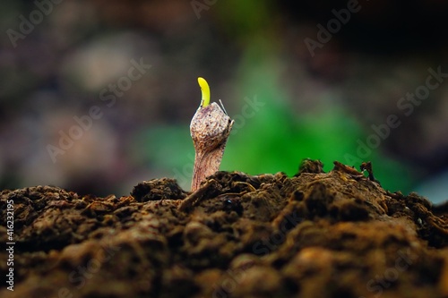 Plant Sprouting from Soil © Nektarstock