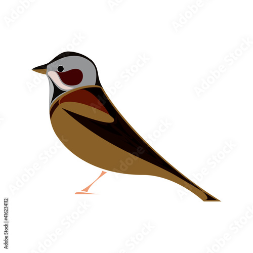 Illustration of Chestnut-eared bird