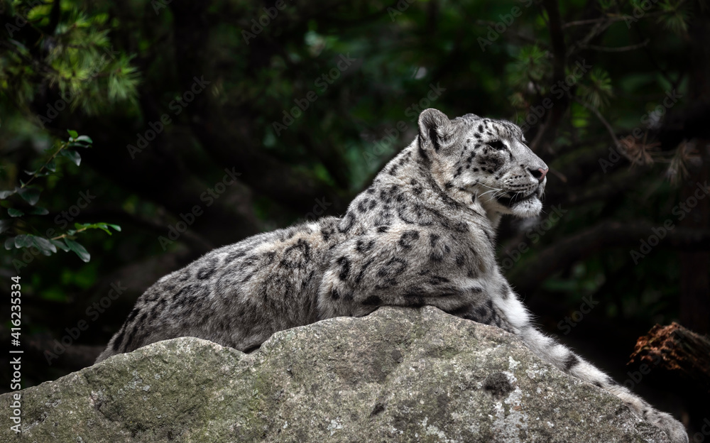 Portrait of nice snow leopard on the stone. Latin name - Uncia uncia Portrait of nice snow leopard on the stone. Latin name - Uncia uncia