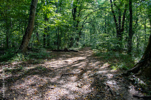 path in the forest