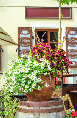 Big ceramic vase with growing various plants. Coleus Solenostemon scutellarioides and Scaevolas aemula white fan flower in pot